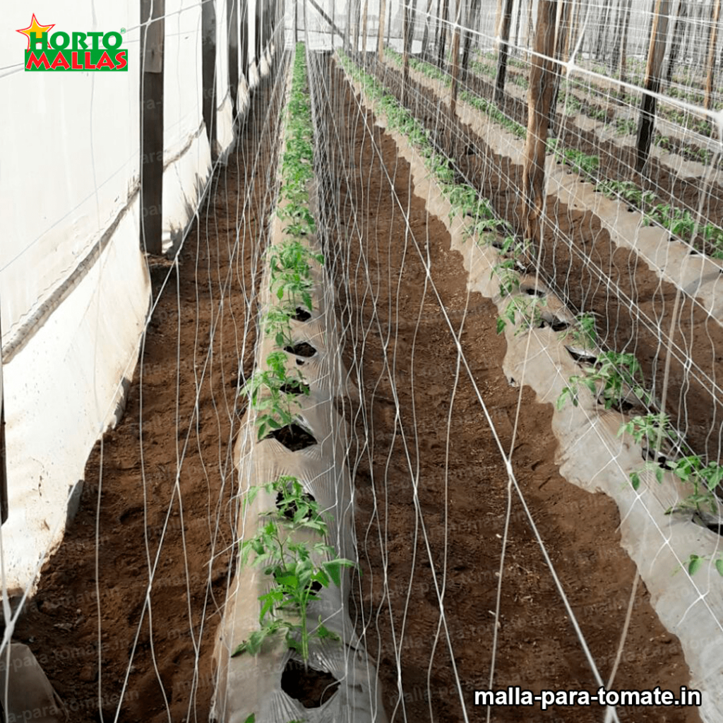 Malla tutora para cultivos de tomates 