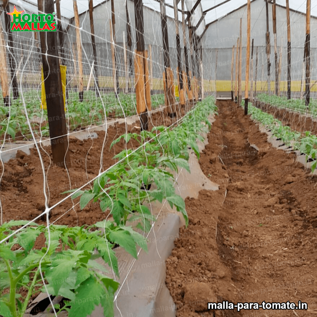 Malla tutora para cultivo de tomate 