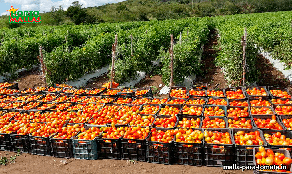 Malla espaldera para cultivo de tomate 